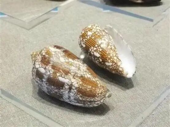母亲买海鲜混入红斑斗蟹，女儿吃前问AI：这蟹含剧毒！少量即可致命
