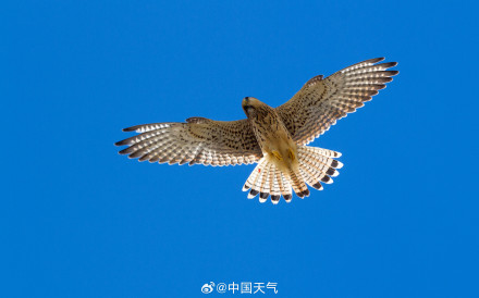 万鸟赴山海!白露观鸟地图带你打卡10个宝藏观测点 万鸟赴山海!白露观鸟地图带你打卡10个宝藏观测点