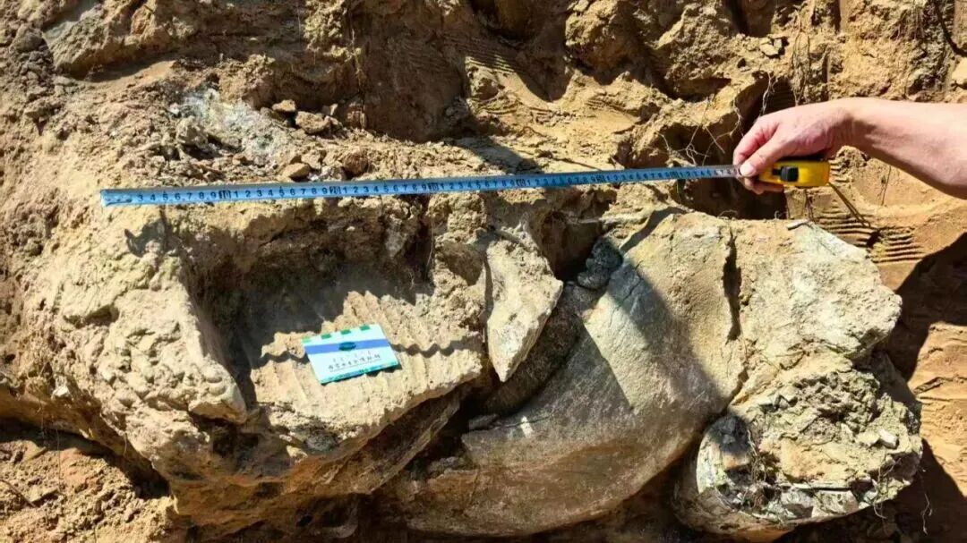 距今约20万年,内蒙古一地有重大发现 距今约20万年,内蒙古一地有重大发现