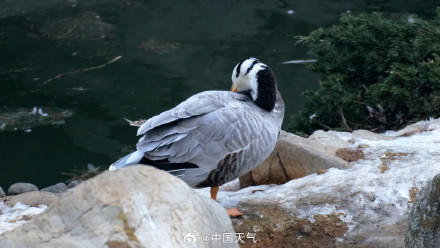 万鸟赴山海!白露观鸟地图带你打卡10个宝藏观测点 万鸟赴山海!白露观鸟地图带你打卡10个宝藏观测点