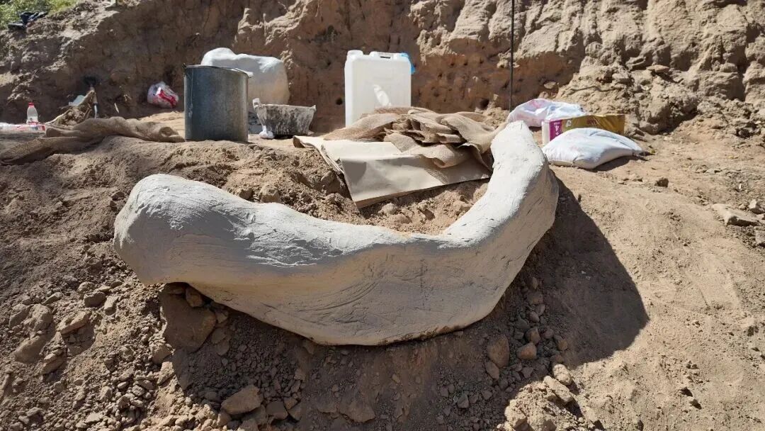 距今约20万年,内蒙古一地有重大发现 距今约20万年,内蒙古一地有重大发现