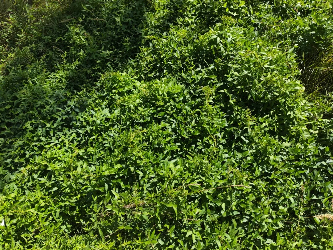 新发现！国家二级重点保护野生植物大面积现身巴彦淖尔