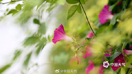 白露把夏天调成了秋天