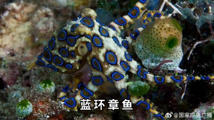 海鲜季警惕这些毒物 海鲜季警惕这些毒物