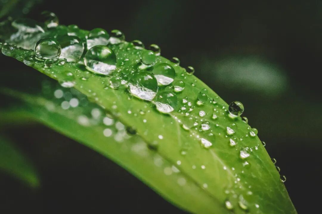 今日白露，仲秋始，暑热消