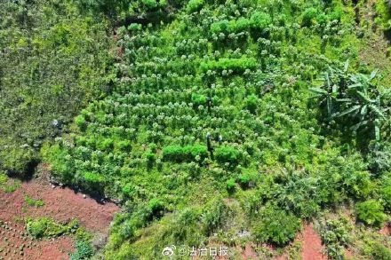 中缅边境一线500株野生大麻植株被铲除 中缅边境一线500株野生大麻植株被铲除