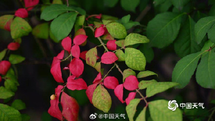 白露把夏天调成了秋天