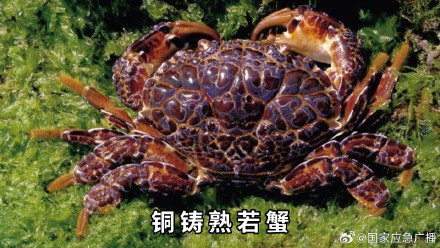 海鲜季警惕这些毒物 海鲜季警惕这些毒物