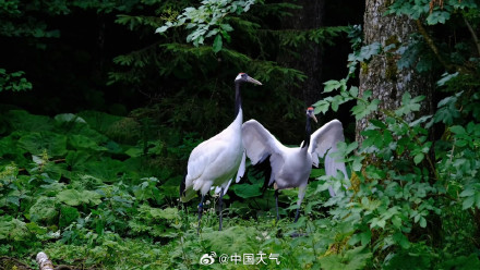万鸟赴山海!白露观鸟地图带你打卡10个宝藏观测点 万鸟赴山海!白露观鸟地图带你打卡10个宝藏观测点