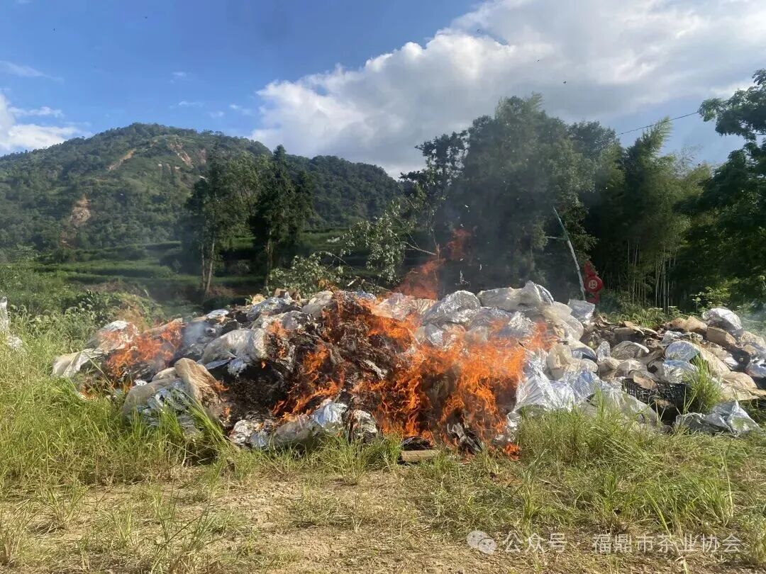“中国白茶第一镇”,一把火烧掉近10吨“泡水茶”,价值约200万元 “中国白茶第一镇”,一把火烧掉近10吨“泡水茶”,价值约200万元
