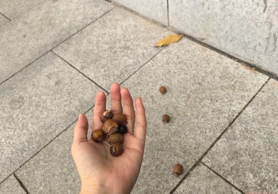 长沙街头大量掉落!疾控最新提醒:别乱捡、别乱吃! 长沙街头大量掉落!疾控最新提醒:别乱捡、别乱吃!