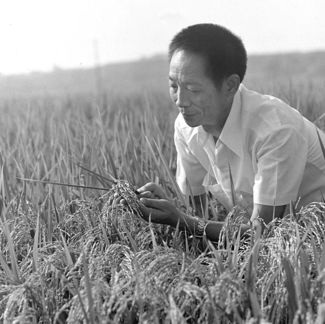 今天，我们格外怀念您……