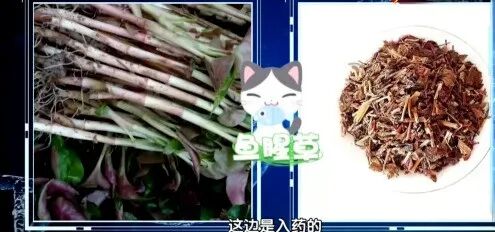 长期炎症会唤醒“癌细胞”!苹果加上它,秒变“天然消炎剂”,快喝起来~ 长期炎症会唤醒“癌细胞”!苹果加上它,秒变“天然消炎剂”,快喝起来~
