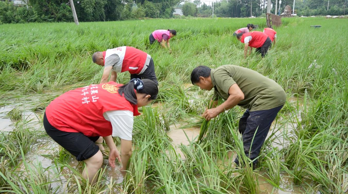 江西万安:强降雨致农田受灾 当地开展农业生产自救 江西万安:强降雨致农田受灾 当地开展农业生产自救