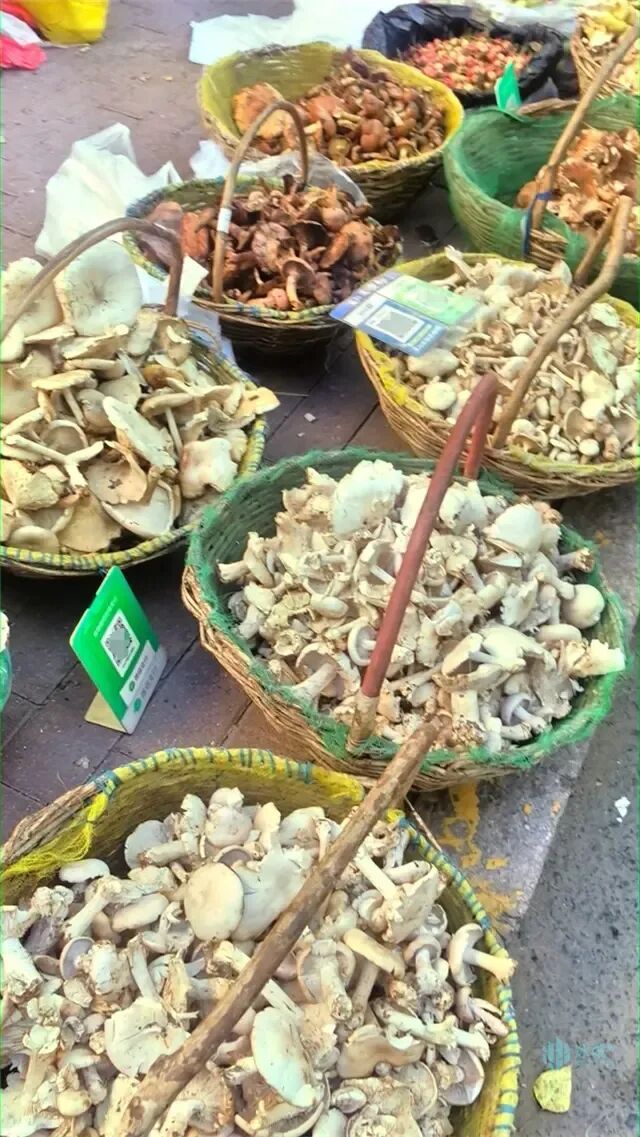 秋蘑扎堆早市!十多种野生蘑菇集中上市让人看花了眼,专家提醒安全食用 秋蘑扎堆早市!十多种野生蘑菇集中上市让人看花了眼,专家提醒安全食用