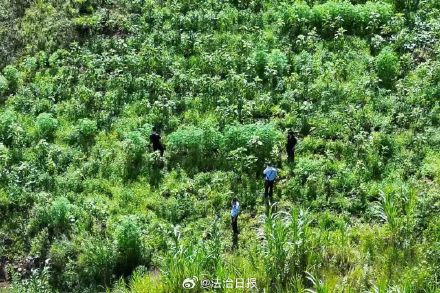 中缅边境一线500株野生大麻植株被铲除 中缅边境一线500株野生大麻植株被铲除