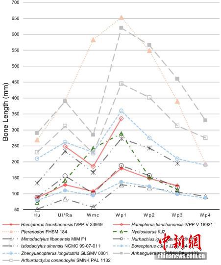 中国团队新发现哈密翼龙前肢化石 为翼龙生长发育研究提供重要证据 中国团队新发现哈密翼龙前肢化石 为翼龙生长发育研究提供重要证据