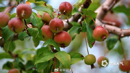 白露把夏天调成了秋天