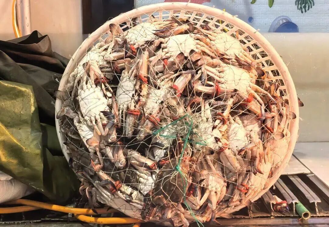 中秋假期火车票本周起售,鲜活螃蟹能带上高铁吗? 中秋假期火车票本周起售,鲜活螃蟹能带上高铁吗?