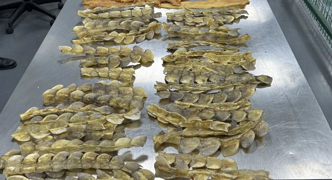 零售出口包裹内藏鳄鱼鳞片、鳄鱼肉干,总共近20斤,被海关查获,网友:“鳄”意满满 零售出口包裹内藏鳄鱼鳞片、鳄鱼肉干,总共近20斤,被海关查获,网友:“鳄”意满满