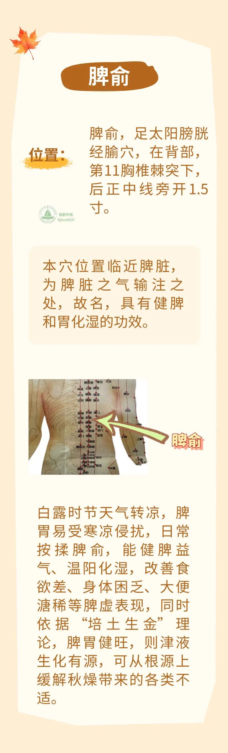 白露后燥气由温转凉,3个穴位坚持按揉,润肺、健脾、御凉燥 白露后燥气由温转凉,3个穴位坚持按揉,润肺、健脾、御凉燥