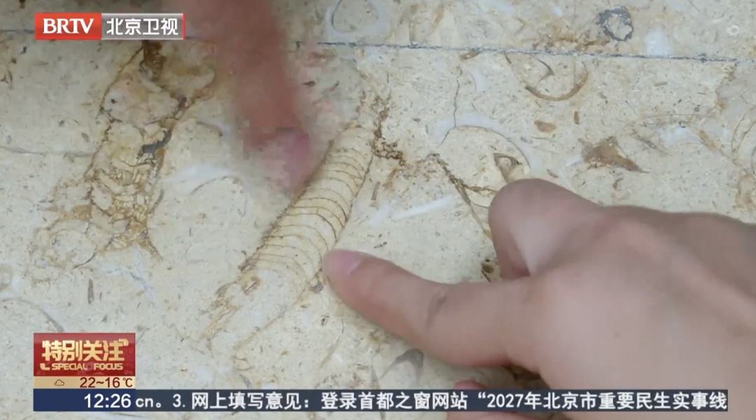 北京一公园假山上,发现5亿年前的化石?专家说—— 北京一公园假山上,发现5亿年前的化石?专家说——