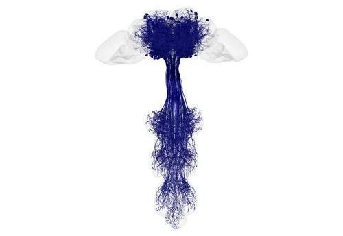 首次完整绘制!历时近20年,科学家破译这套“干饭密码” 首次完整绘制!历时近20年,科学家破译这套“干饭密码”