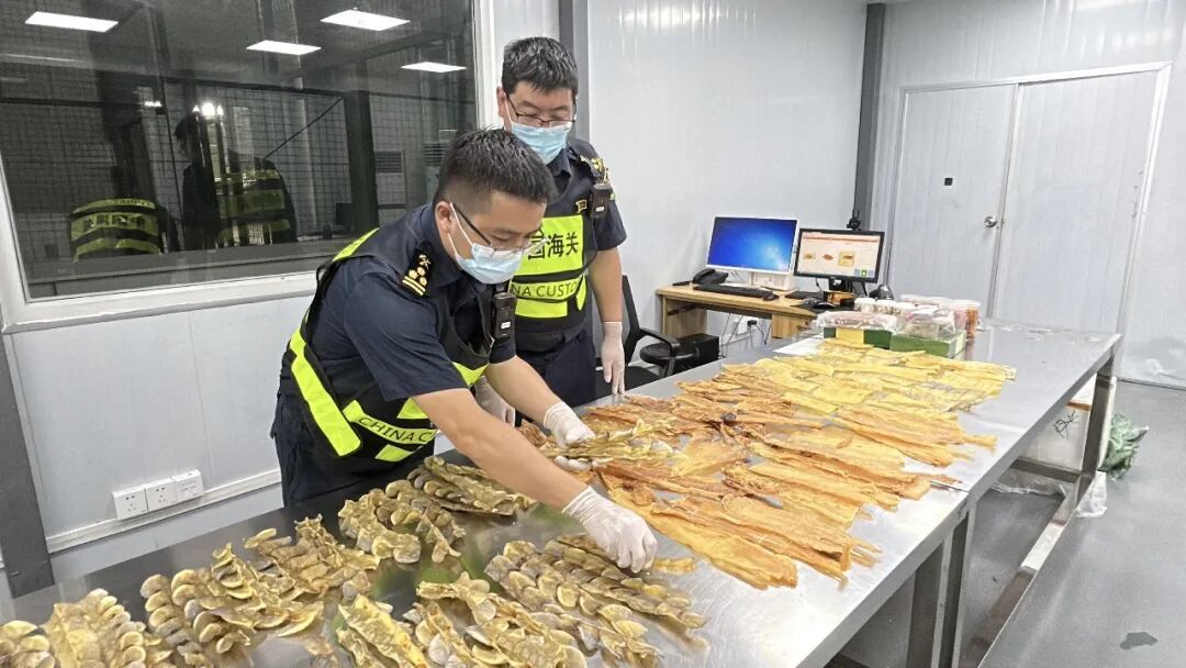 零售出口包裹内藏鳄鱼鳞片、鳄鱼肉干,总共近20斤,被海关查获,网友:“鳄”意满满 零售出口包裹内藏鳄鱼鳞片、鳄鱼肉干,总共近20斤,被海关查获,网友:“鳄”意满满