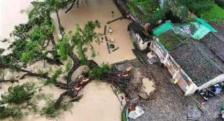 600多年古榕树暴雨中被连根拔起,专家:抢救得当,成活率可达七八成 600多年古榕树暴雨中被连根拔起,专家:抢救得当,成活率可达七八成