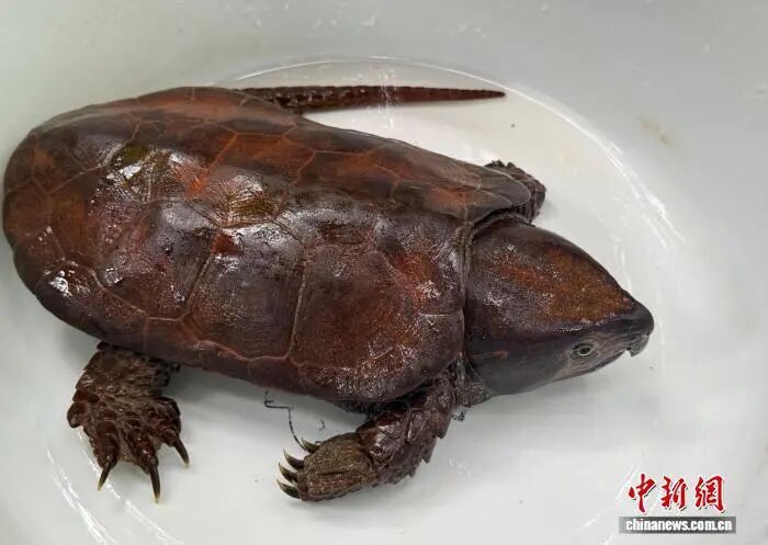 云南澜沧发现两种国家二级保护野生动物:鹰嘴龟和细角尤犀金龟 云南澜沧发现两种国家二级保护野生动物:鹰嘴龟和细角尤犀金龟