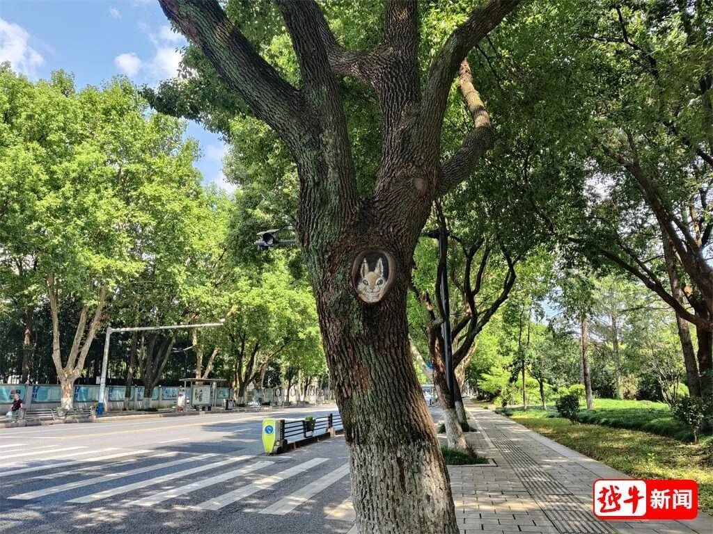 绍兴街头呆萌“兔子树画”,是艺术还是破坏?有关部门回应 绍兴街头呆萌“兔子树画”,是艺术还是破坏?有关部门回应