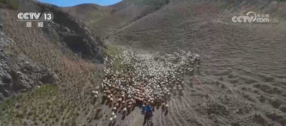 新疆多地开启牲畜秋季转场 各地统筹部署保障转场工作有序进行 新疆多地开启牲畜秋季转场 各地统筹部署保障转场工作有序进行