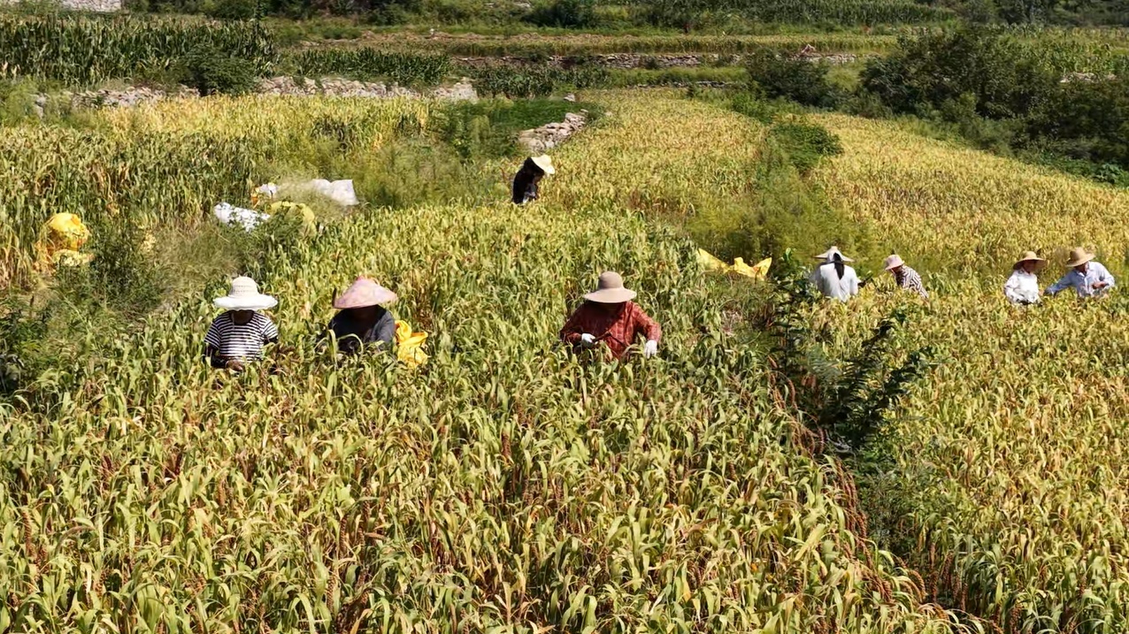 山东枣庄:秋日谷子喜丰收 标准化种植带动村民就业增收 山东枣庄:秋日谷子喜丰收 标准化种植带动村民就业增收