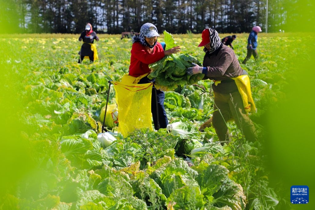 黑龙江北大荒：有机白菜进入采收季