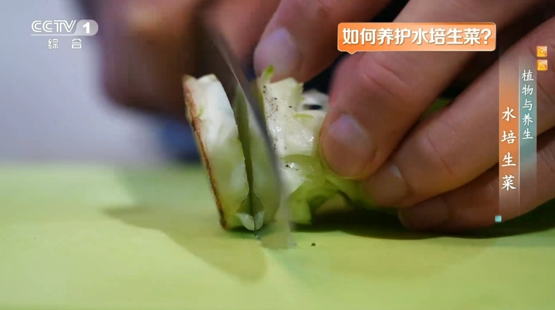 吃剩的这个“菜根”别扔!泡进清水还能长新叶,不用泥土,窗台变身小菜园 吃剩的这个“菜根”别扔!泡进清水还能长新叶,不用泥土,窗台变身小菜园