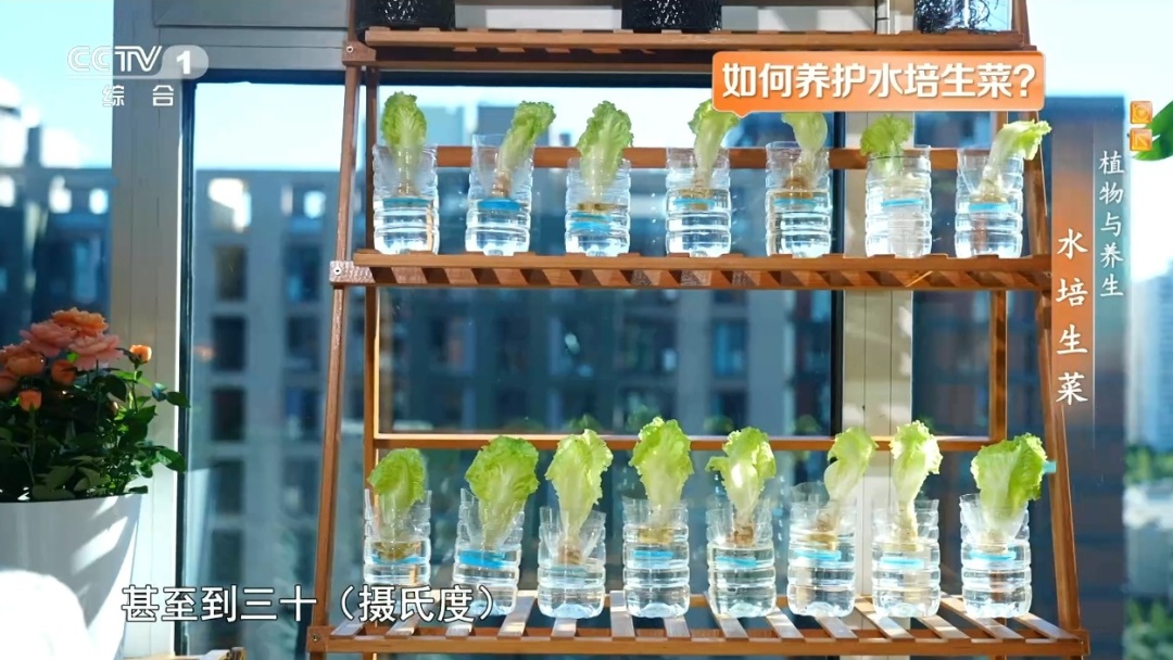 吃剩的这个“菜根”别扔!泡进清水还能长新叶,不用泥土,窗台变身小菜园 吃剩的这个“菜根”别扔!泡进清水还能长新叶,不用泥土,窗台变身小菜园