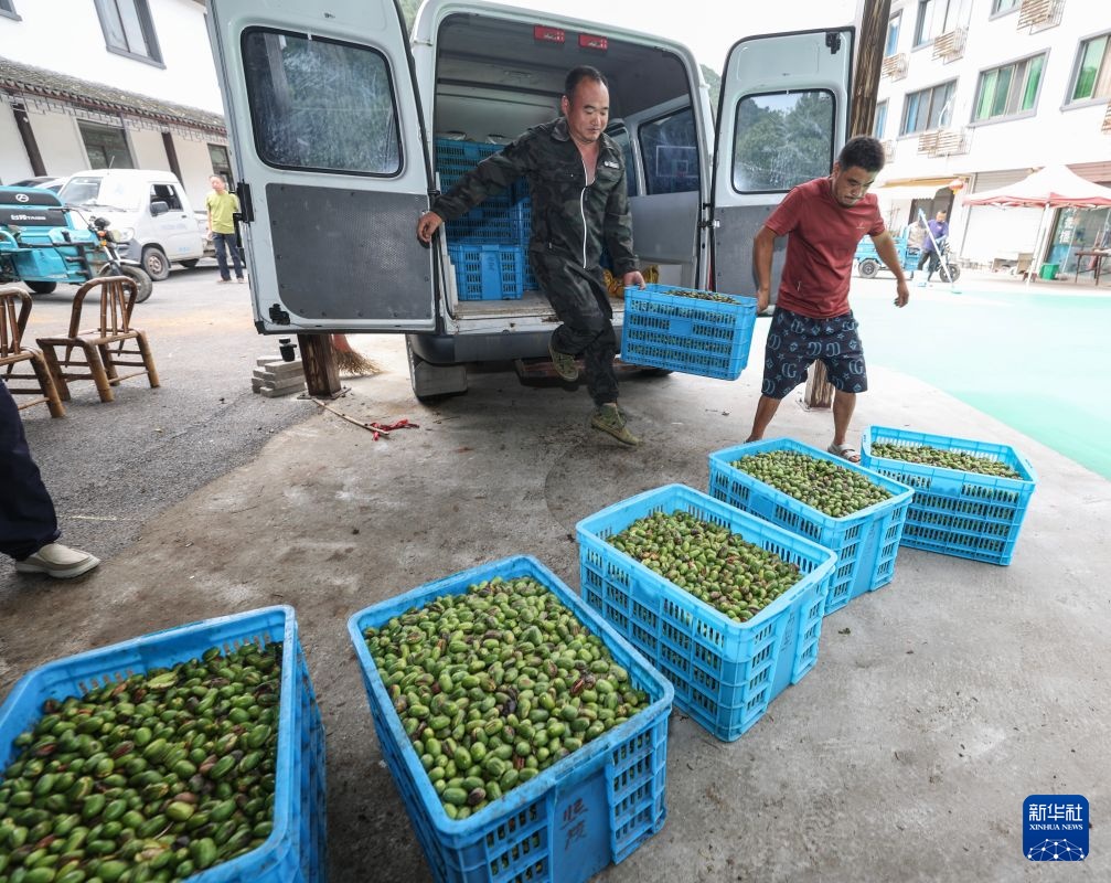浙江诸暨：香榧之乡采摘忙 多渠道助农增收