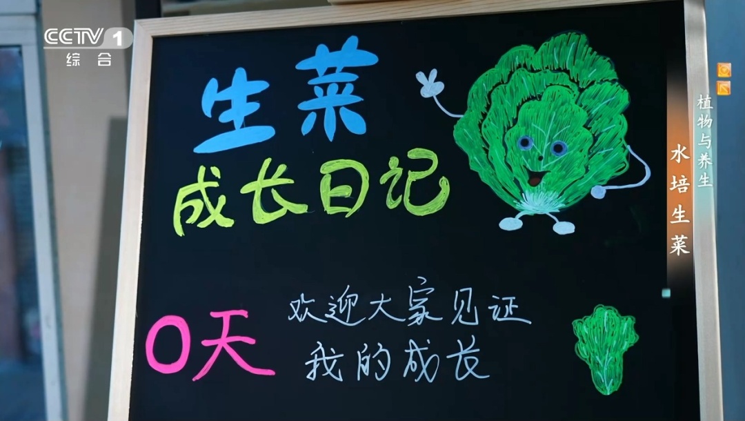 吃剩的这个“菜根”别扔!泡进清水还能长新叶,不用泥土,窗台变身小菜园 吃剩的这个“菜根”别扔!泡进清水还能长新叶,不用泥土,窗台变身小菜园