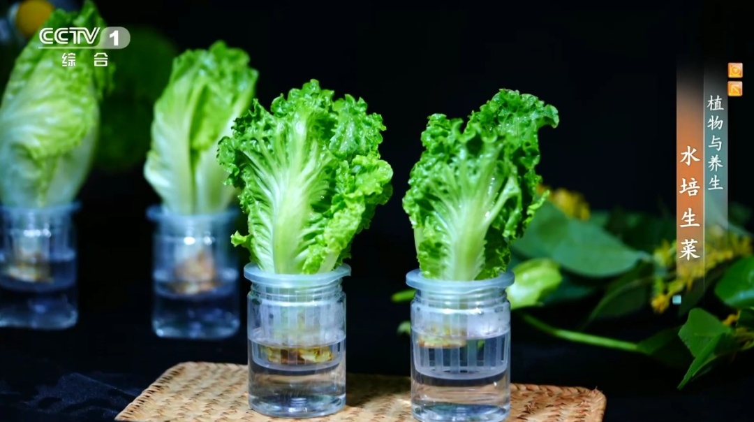 吃剩的这个“菜根”别扔!泡进清水还能长新叶,不用泥土,窗台变身小菜园 吃剩的这个“菜根”别扔!泡进清水还能长新叶,不用泥土,窗台变身小菜园