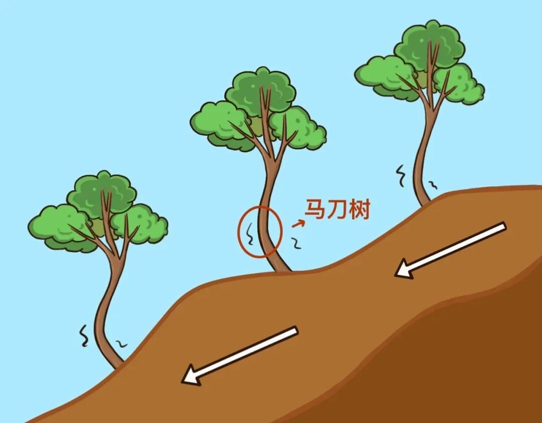 在野外看到“马刀树”要尽快远离！专家：地质沉降形成的特殊树形，或为滑坡风险信号