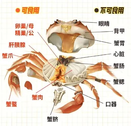 即将上市,大闸蟹又火了!提醒:这几类人,尽量少吃或不吃 即将上市,大闸蟹又火了!提醒:这几类人,尽量少吃或不吃