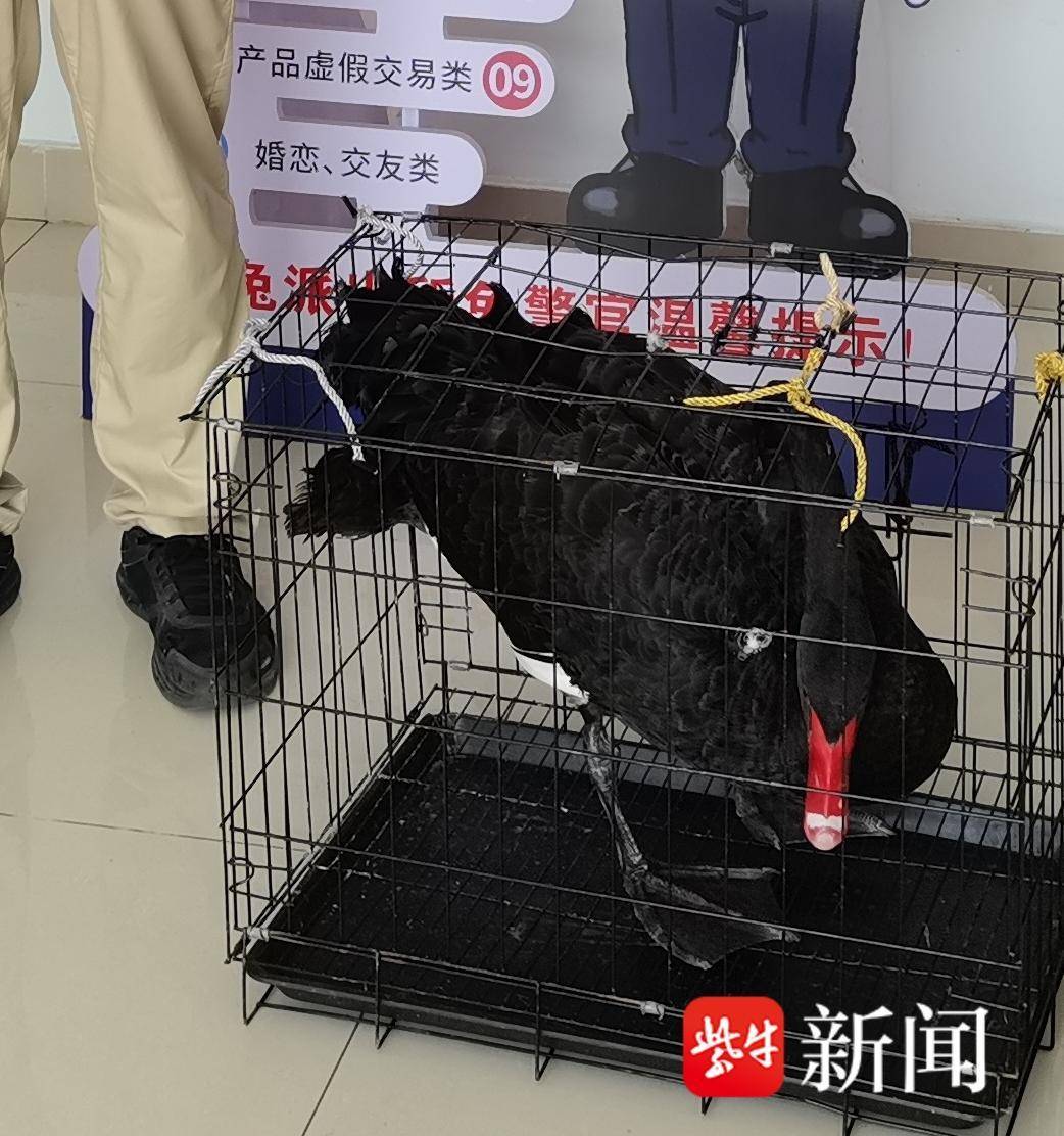 黑天鹅迷路闯进农田,民警连夜救助 黑天鹅迷路闯进农田,民警连夜救助