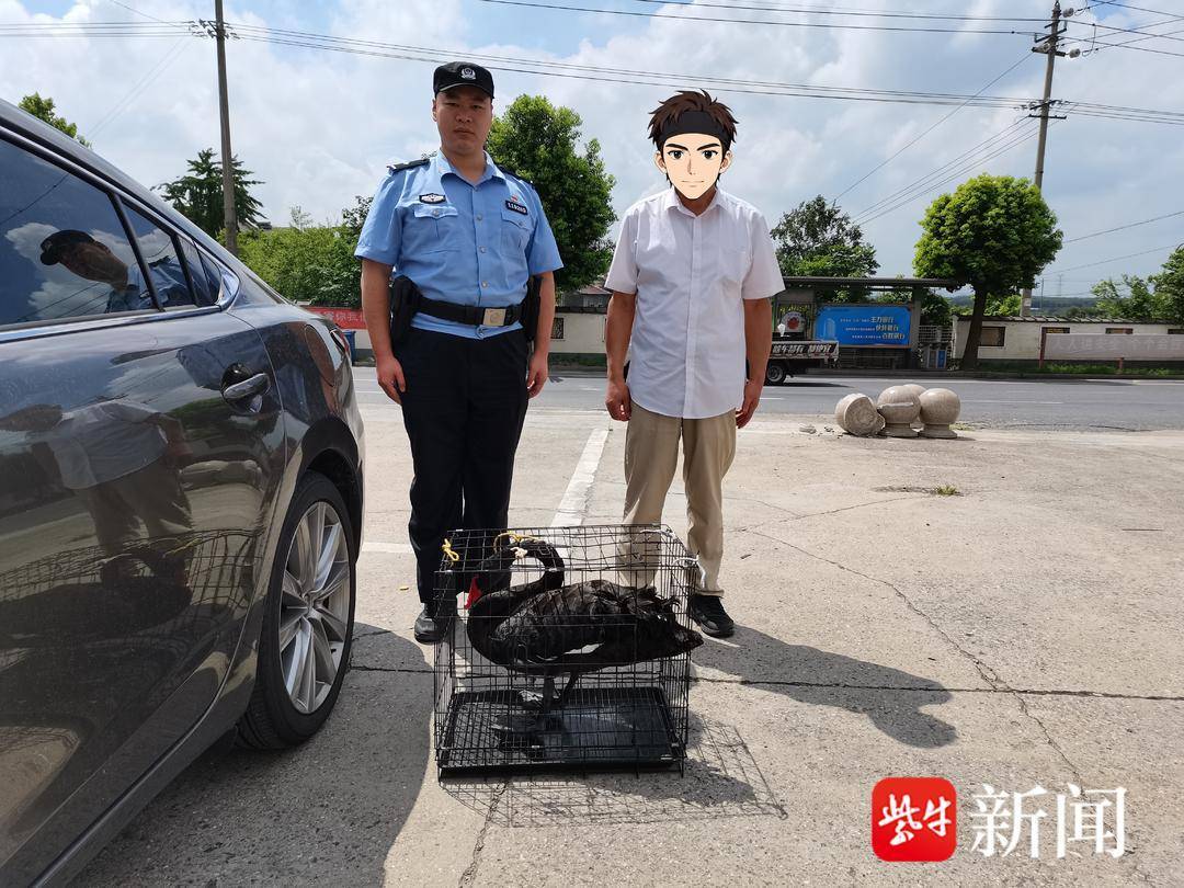 黑天鹅迷路闯进农田,民警连夜救助 黑天鹅迷路闯进农田,民警连夜救助