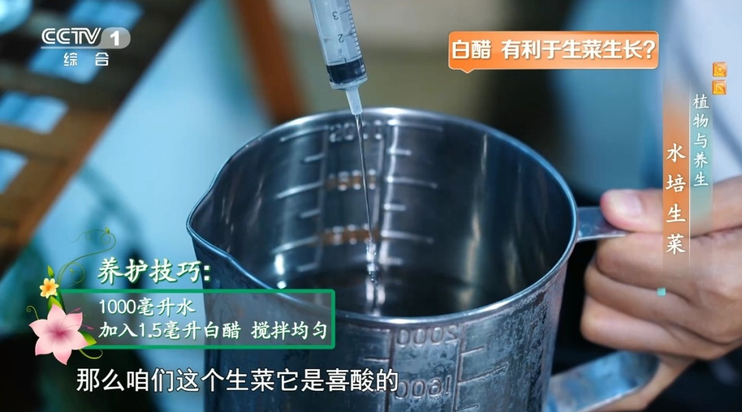 吃剩的这个“菜根”别扔!泡进清水还能长新叶,不用泥土,窗台变身小菜园 吃剩的这个“菜根”别扔!泡进清水还能长新叶,不用泥土,窗台变身小菜园