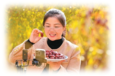 从澳大利亚到塔克拉玛干沙漠北缘,她为何放弃高薪回乡卖红枣? 从澳大利亚到塔克拉玛干沙漠北缘,她为何放弃高薪回乡卖红枣?