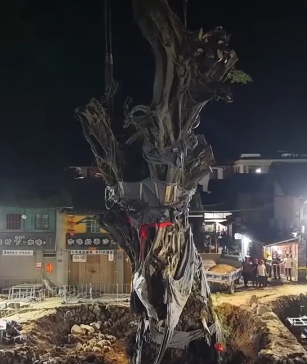 福建云水谣景区624岁古榕树倒伏，最新进展：已顺利被扶正