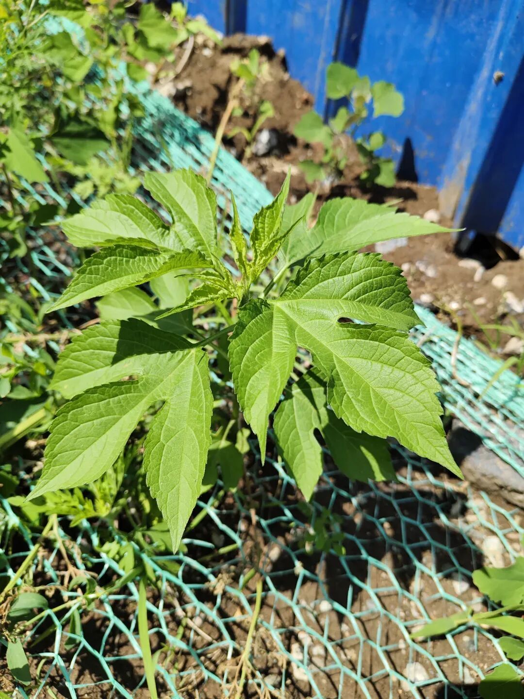 秋季过敏“元凶”有它！看到请斩草除根