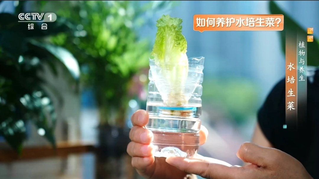 吃剩的这个“菜根”别扔!泡进清水还能长新叶,不用泥土,窗台变身小菜园 吃剩的这个“菜根”别扔!泡进清水还能长新叶,不用泥土,窗台变身小菜园