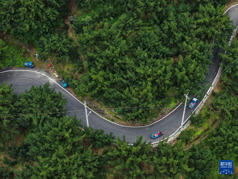 浙江诸暨：香榧之乡采摘忙 多渠道助农增收