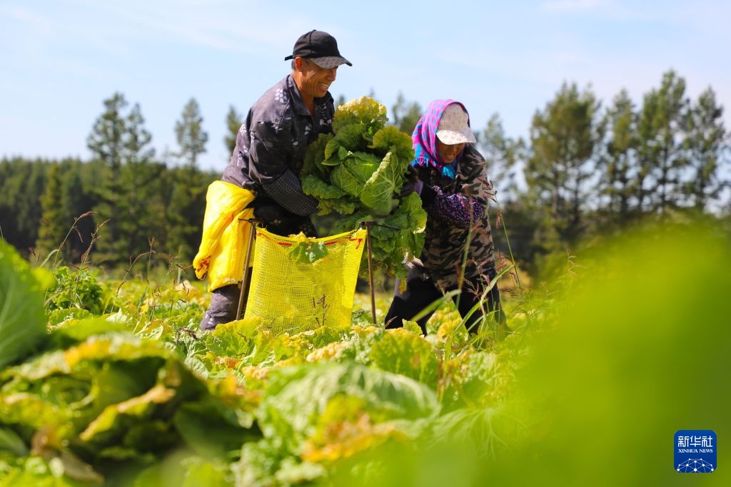 黑龙江北大荒：有机白菜进入采收季